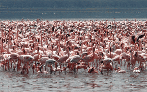 Lake Nakuru National Park flamingoes
