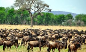 Migration safari herds Mara
