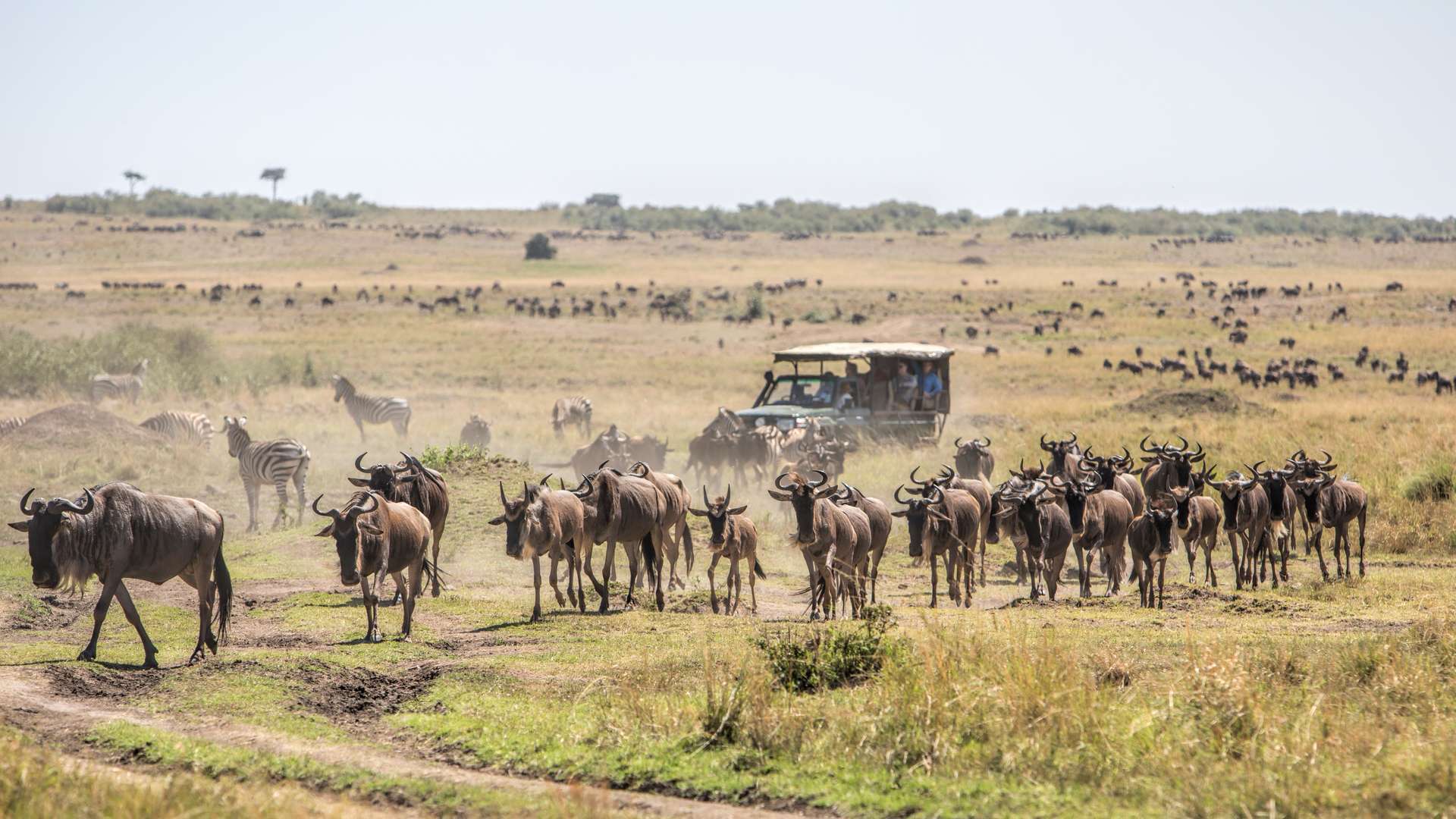kenya tanzania safari