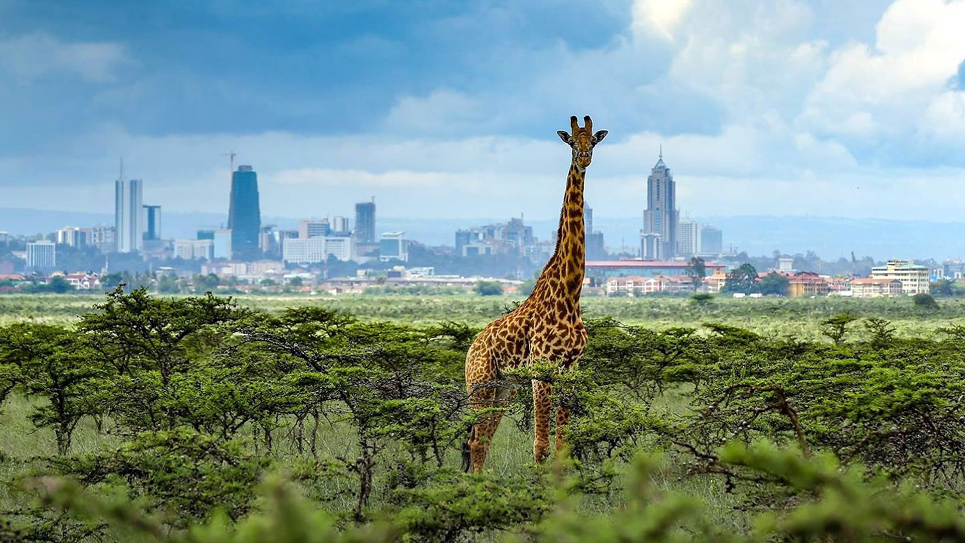 safari i nairobi