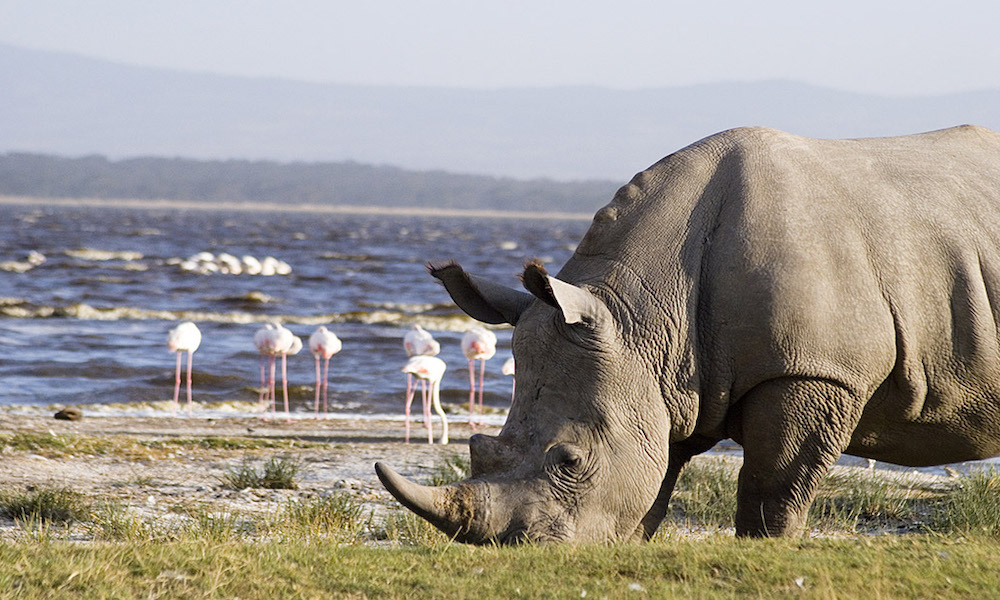 Lake Nakuru National Park White Rhino