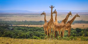 Kenya Safaris starting from Nairobi