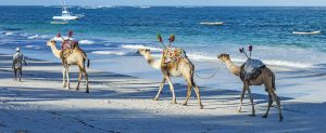 10 days Kenya safari beach holiday