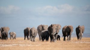 Masai Mara New Entry Fees 2024